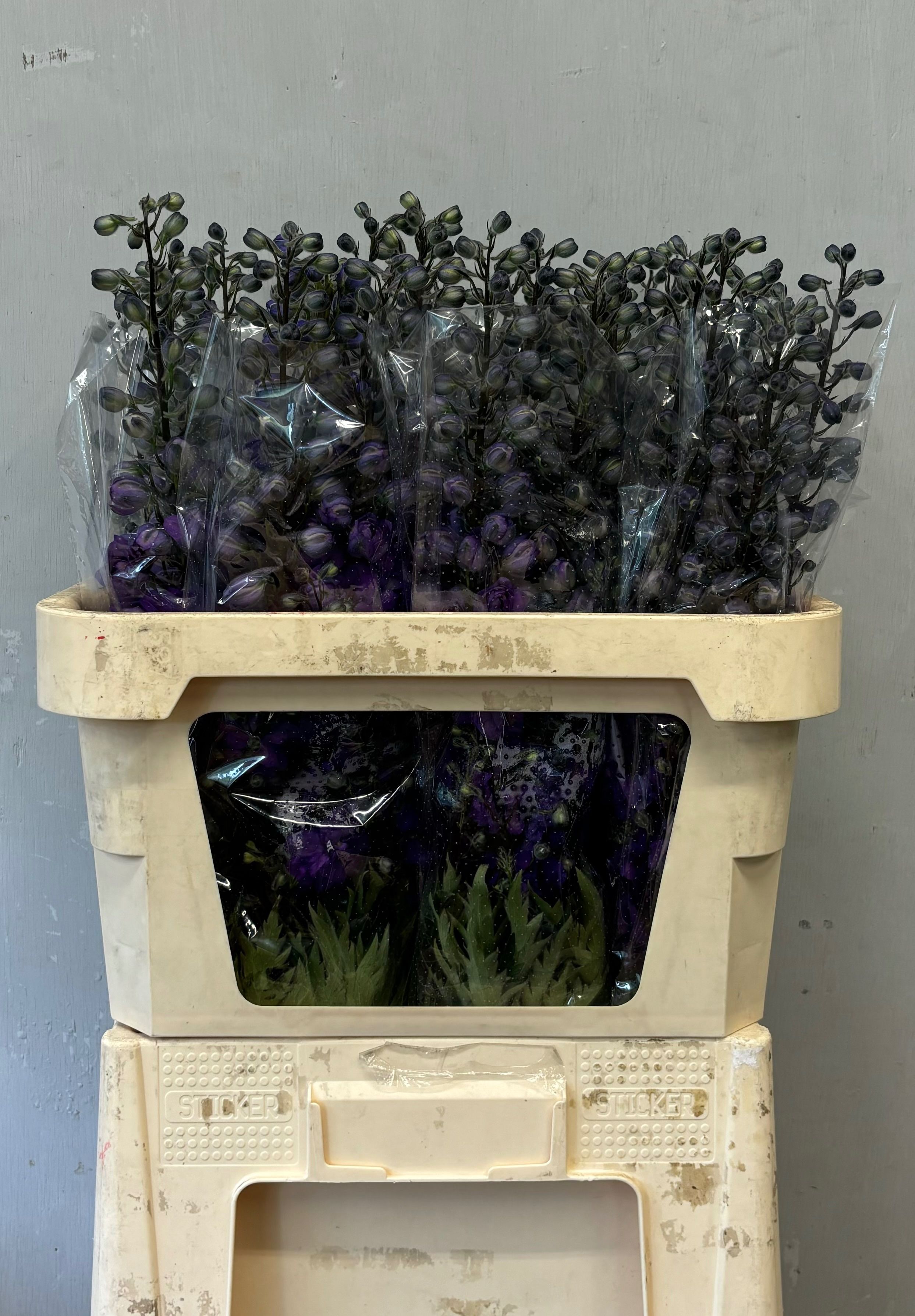 Delphinium El Double Dev Purple Heart 80cm
