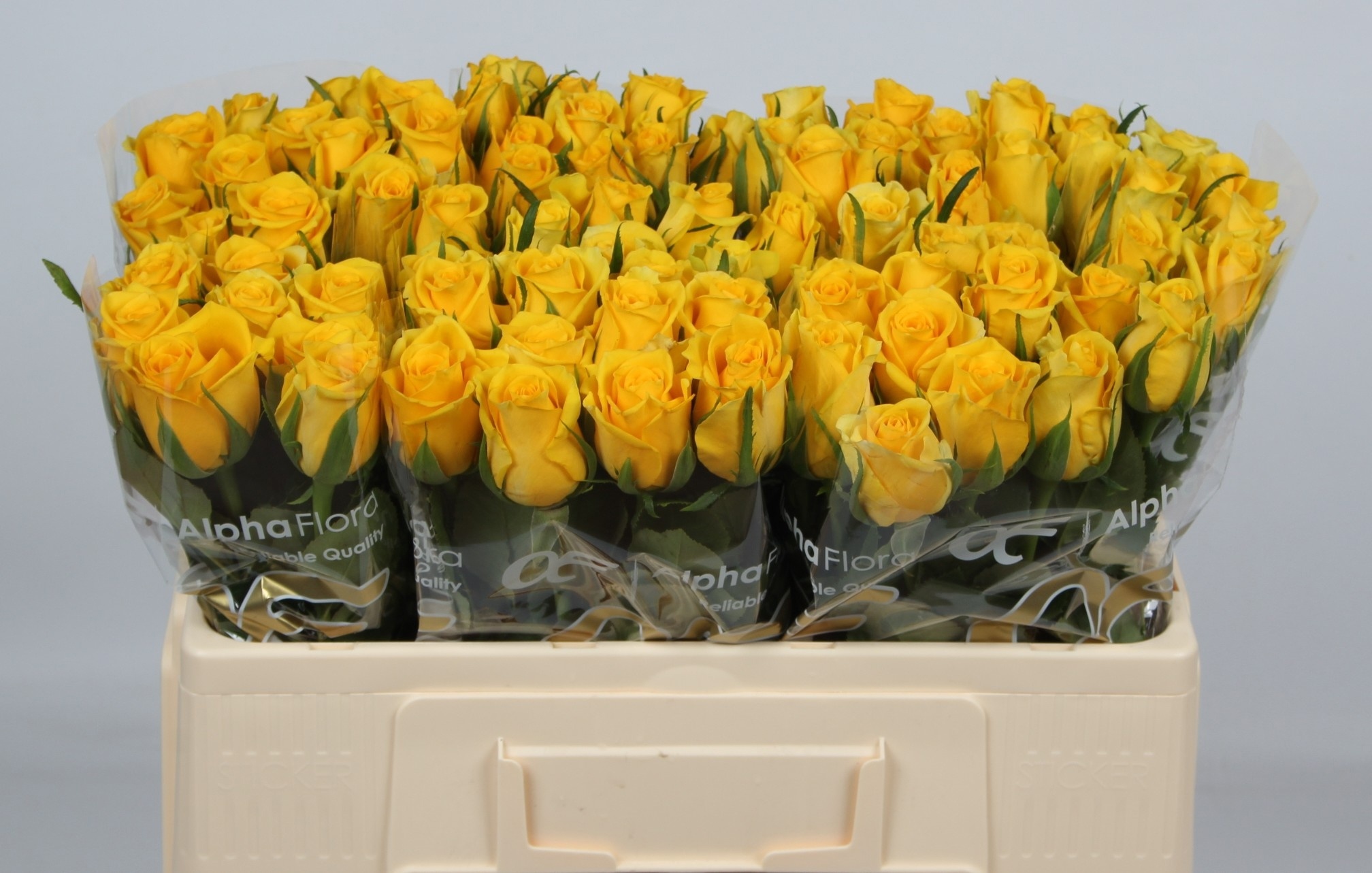 Rosa Moonwalk 50cm