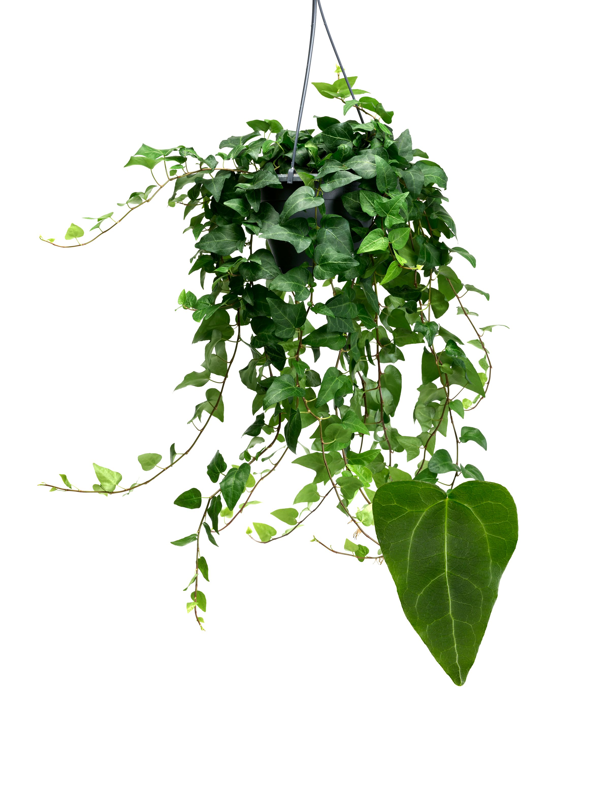 Hedera helix 'Mein Herz' | Hamiplant