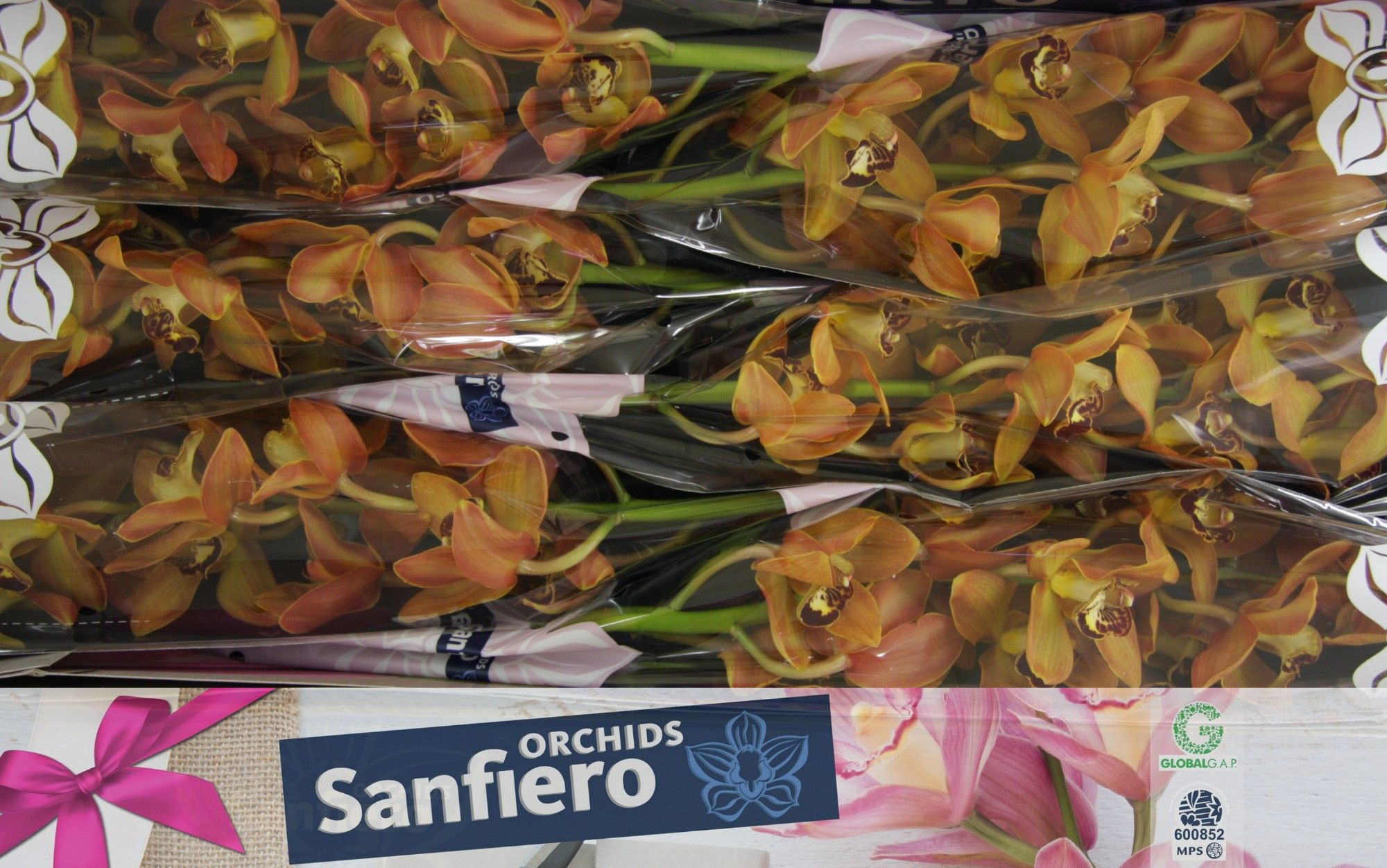 Cymbidium Charly Brown 90 12/15bl