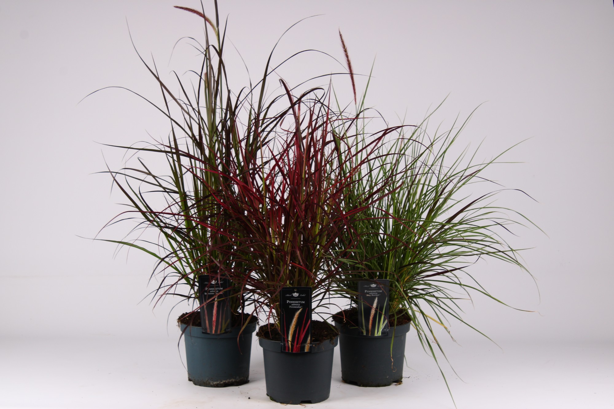 Picture of Pennisetum x advena mixed-shelf in tray