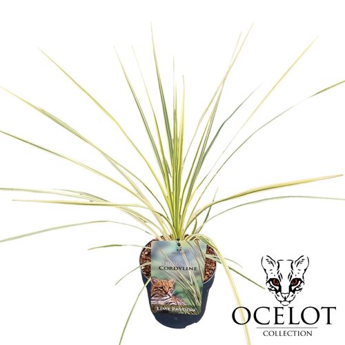 Cordyline aus 'Lime Passion' p17 Peijl