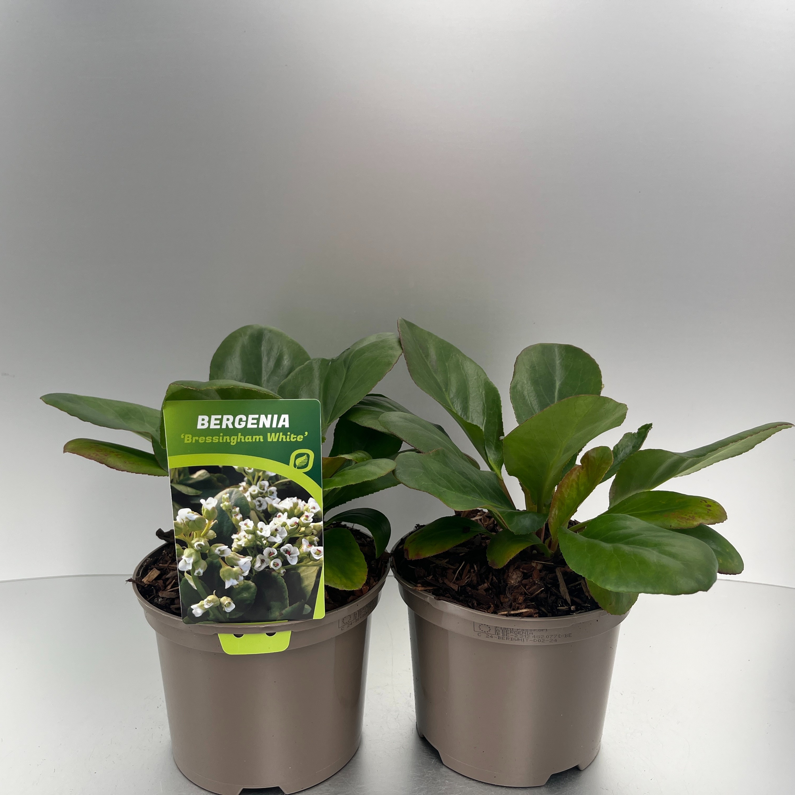 Picture of Bergenia Bressingham White P17 (2 Ltr)