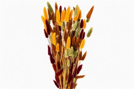 Dried/preserved Flowers Misc 60cm 100gram