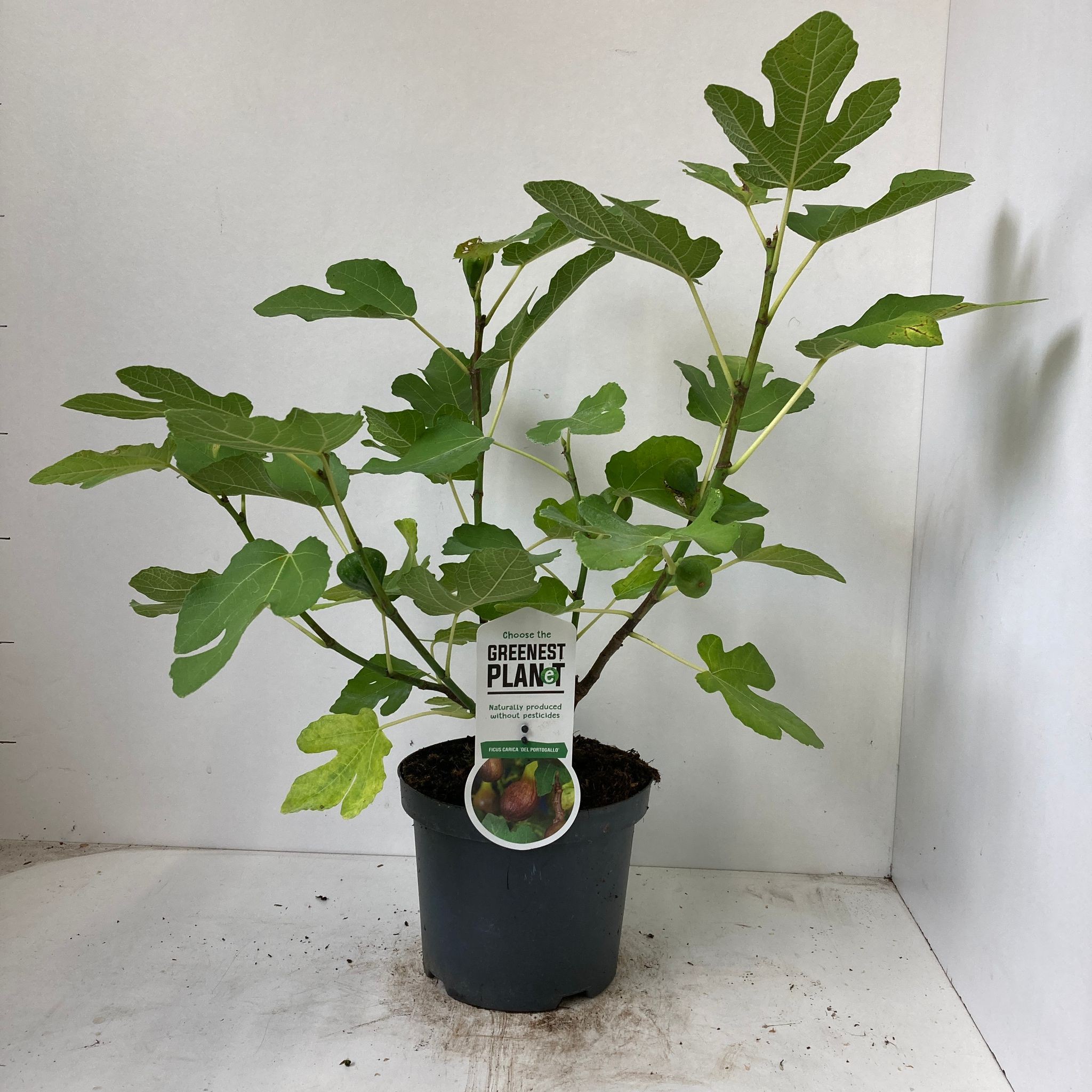 Picture of Ficus carica 'Del Portugallo'