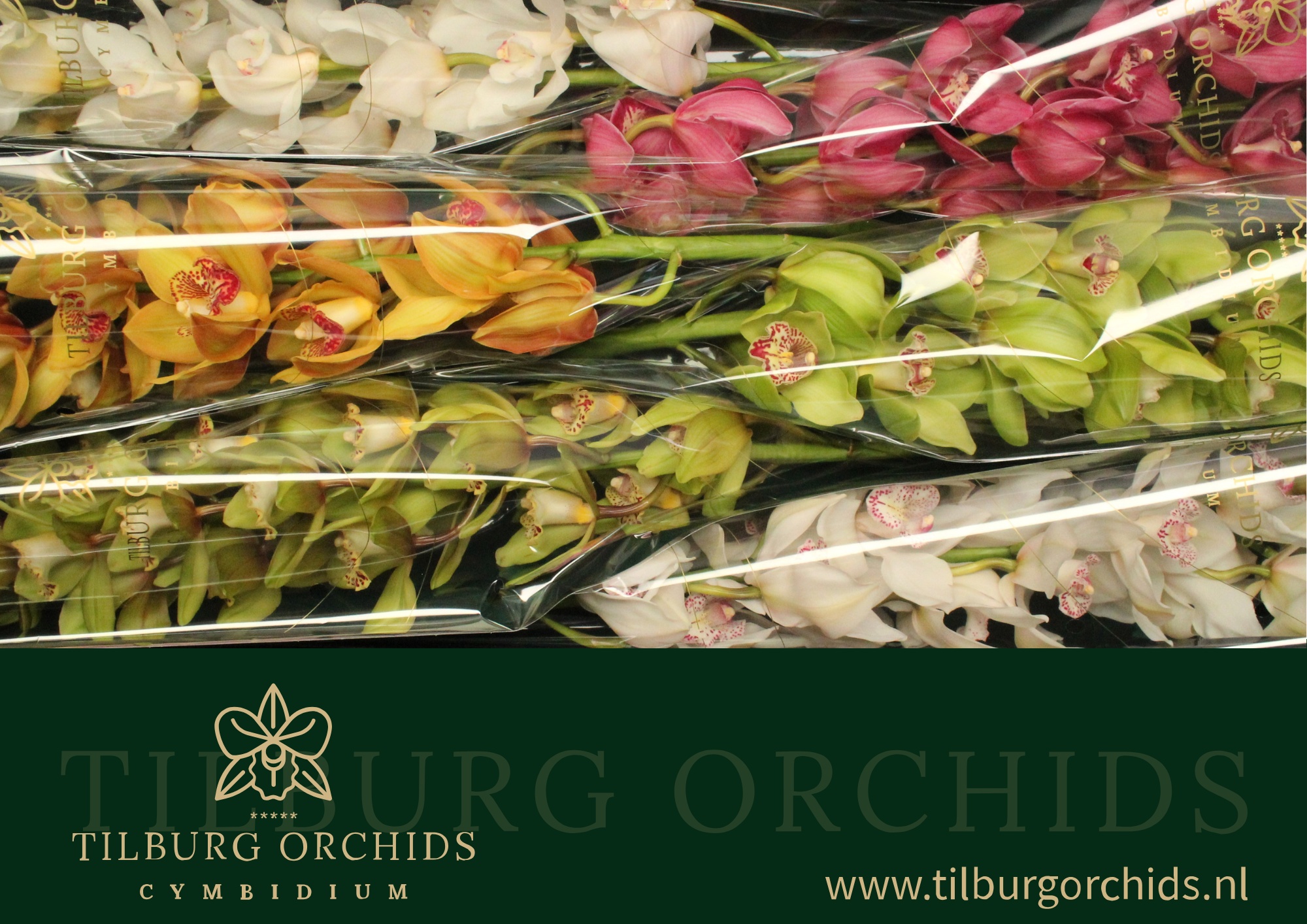 Cymbidium Asst 13bl