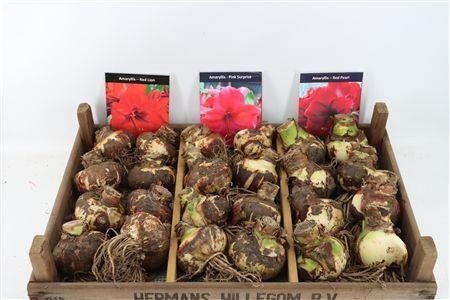 Hippeastrum Mixed 4bl