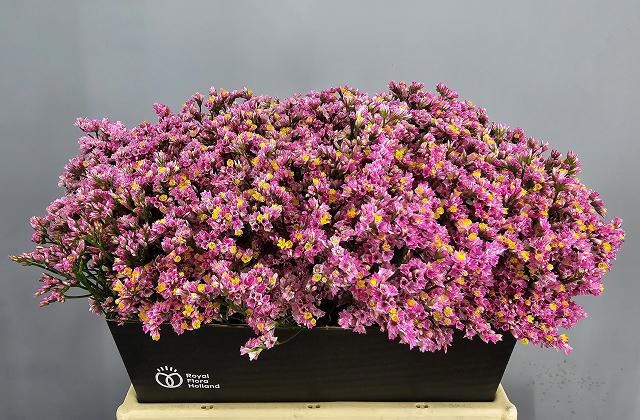 Limonium Sin Anoushka Diamond 30cm 15gram