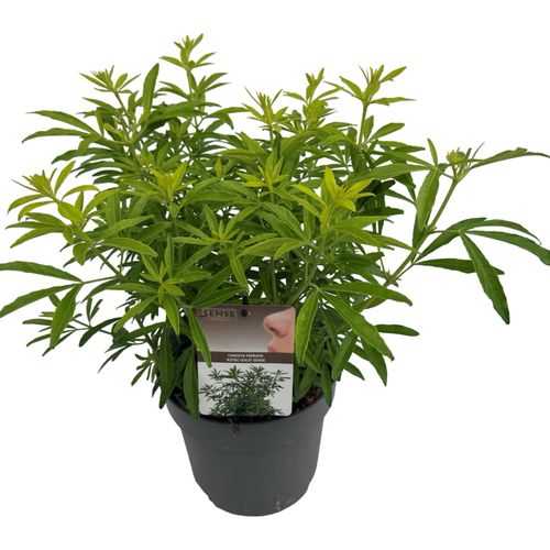 Choisya 'Aztec Gold' ® sense p23 Asra