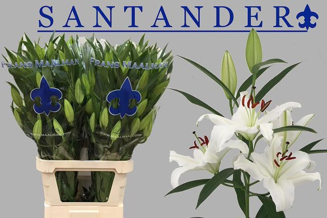 Lilium Or Santander 100cm 5/7bl