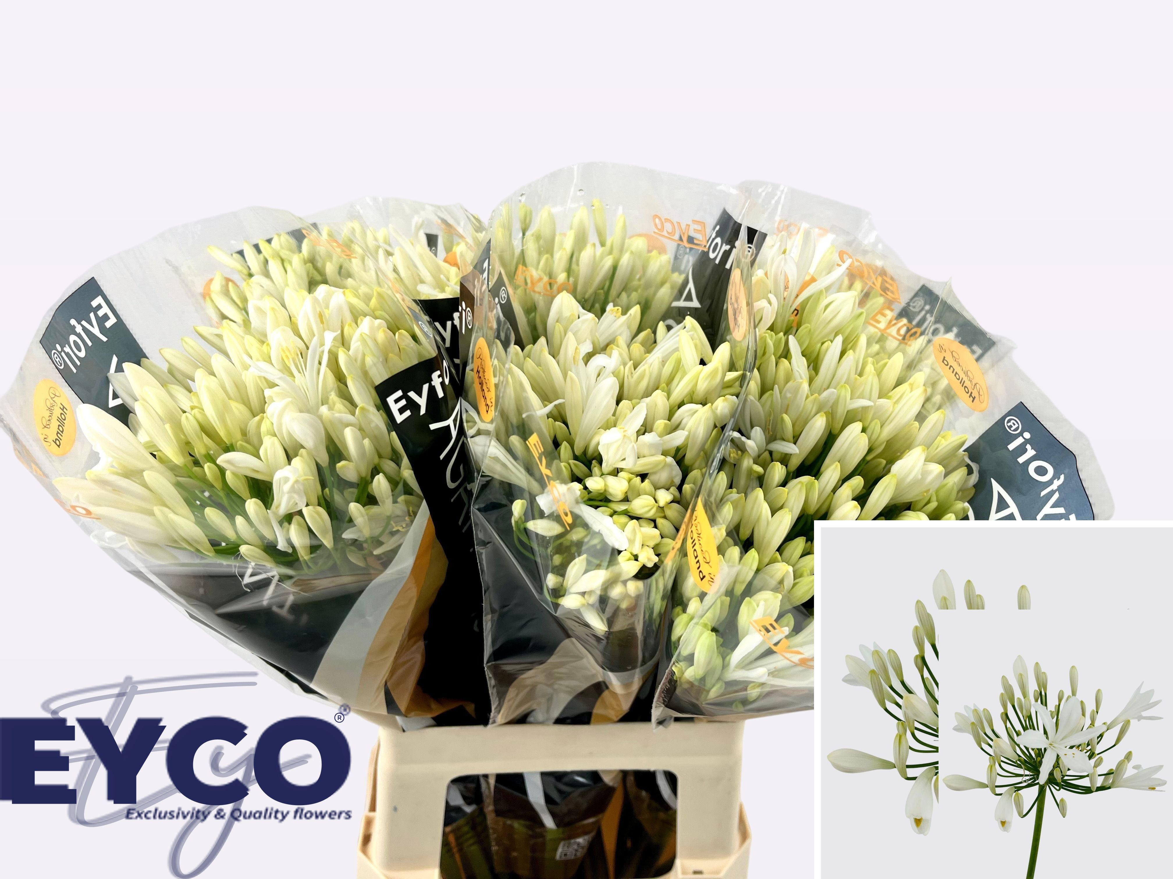 Agapanthus Bianca Perla 60cm