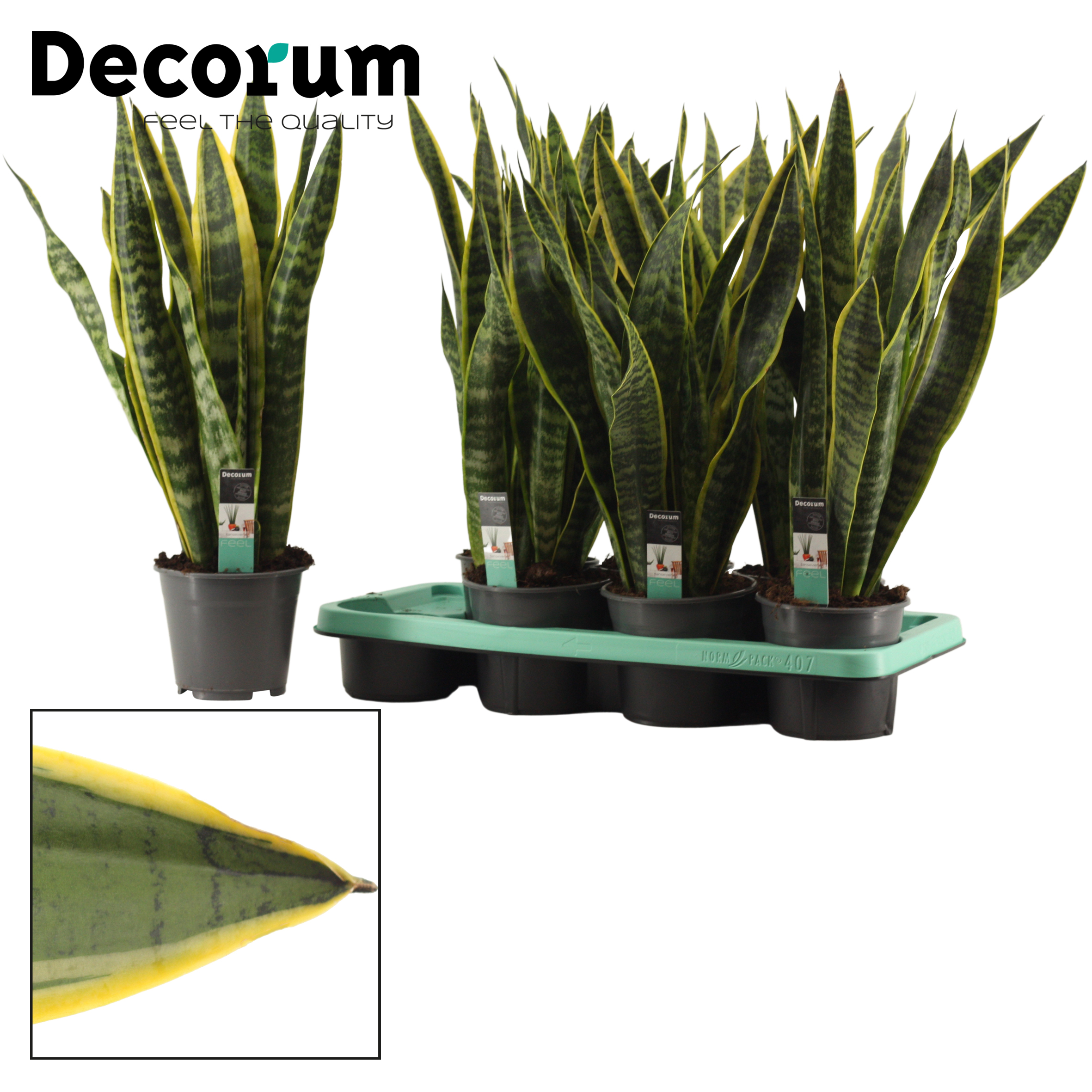 Picture of Sansevieria Laurentii 14 cm (Decorum) P14 57CM