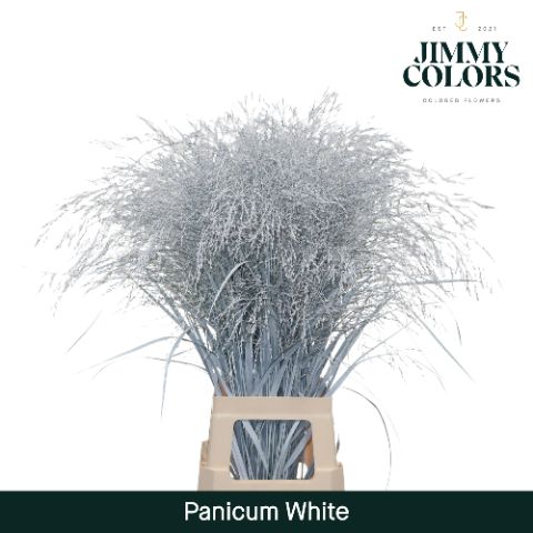 Panicum L90 White