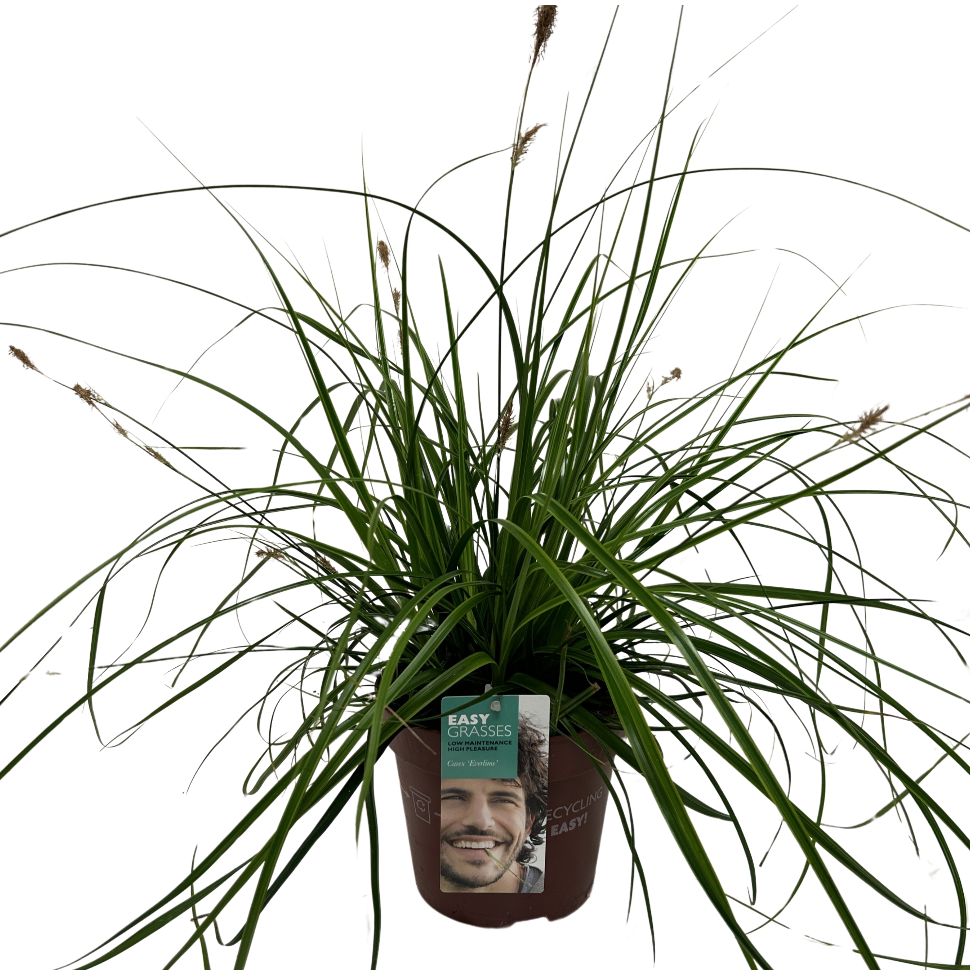 Picture of Carex oshimens Everlime