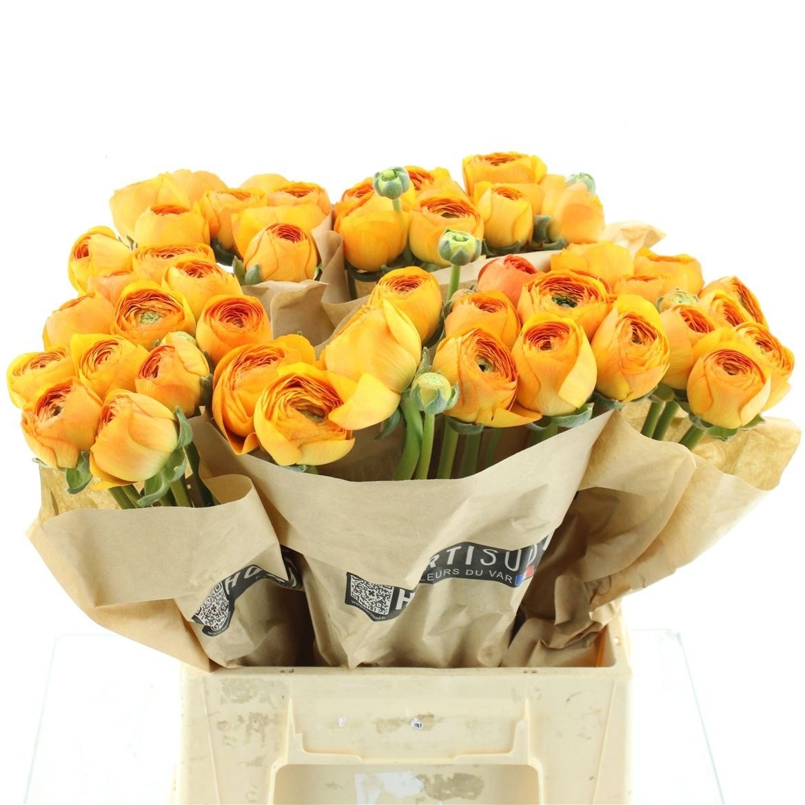 Ranunculus Clooney Lambada 45cm