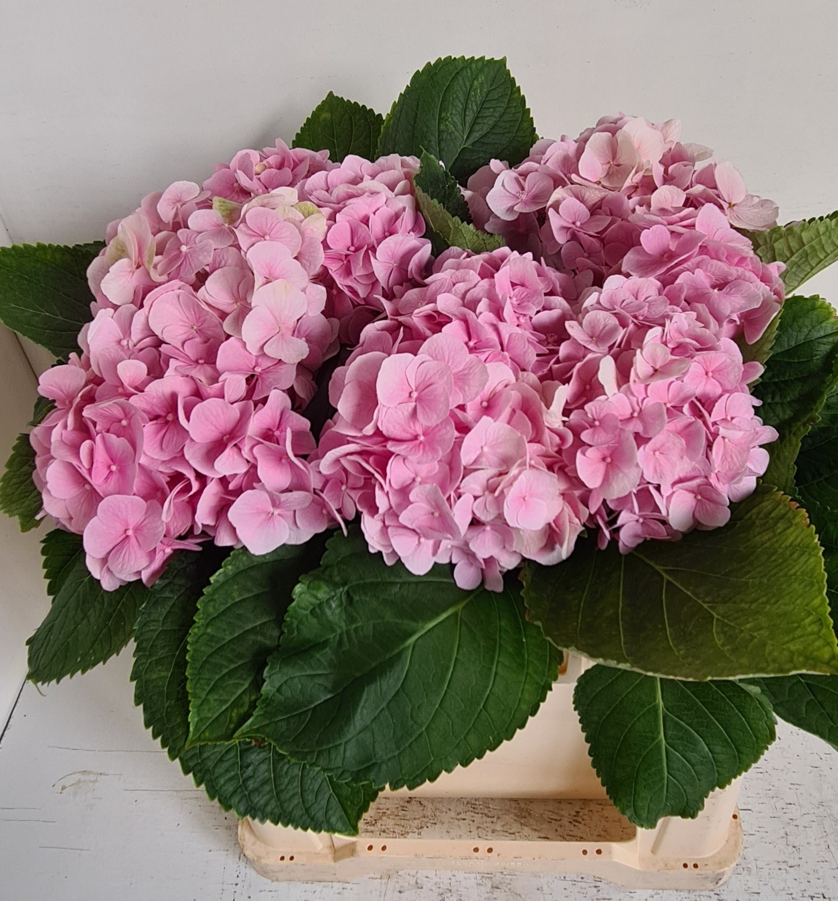 Hydrangea Verena Light Pink 50cm 16Ø