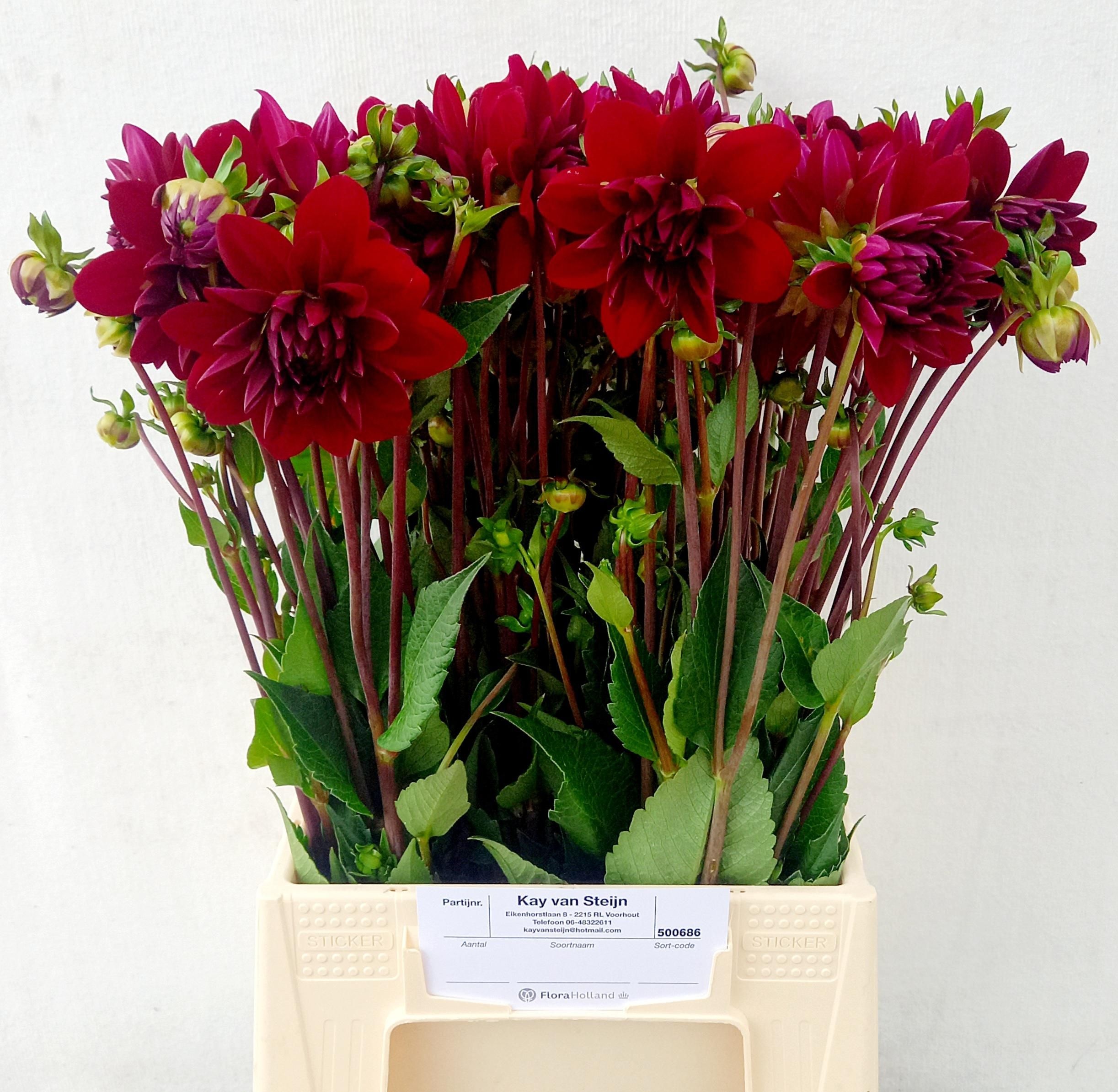Dahlia Arabian Night 50cm