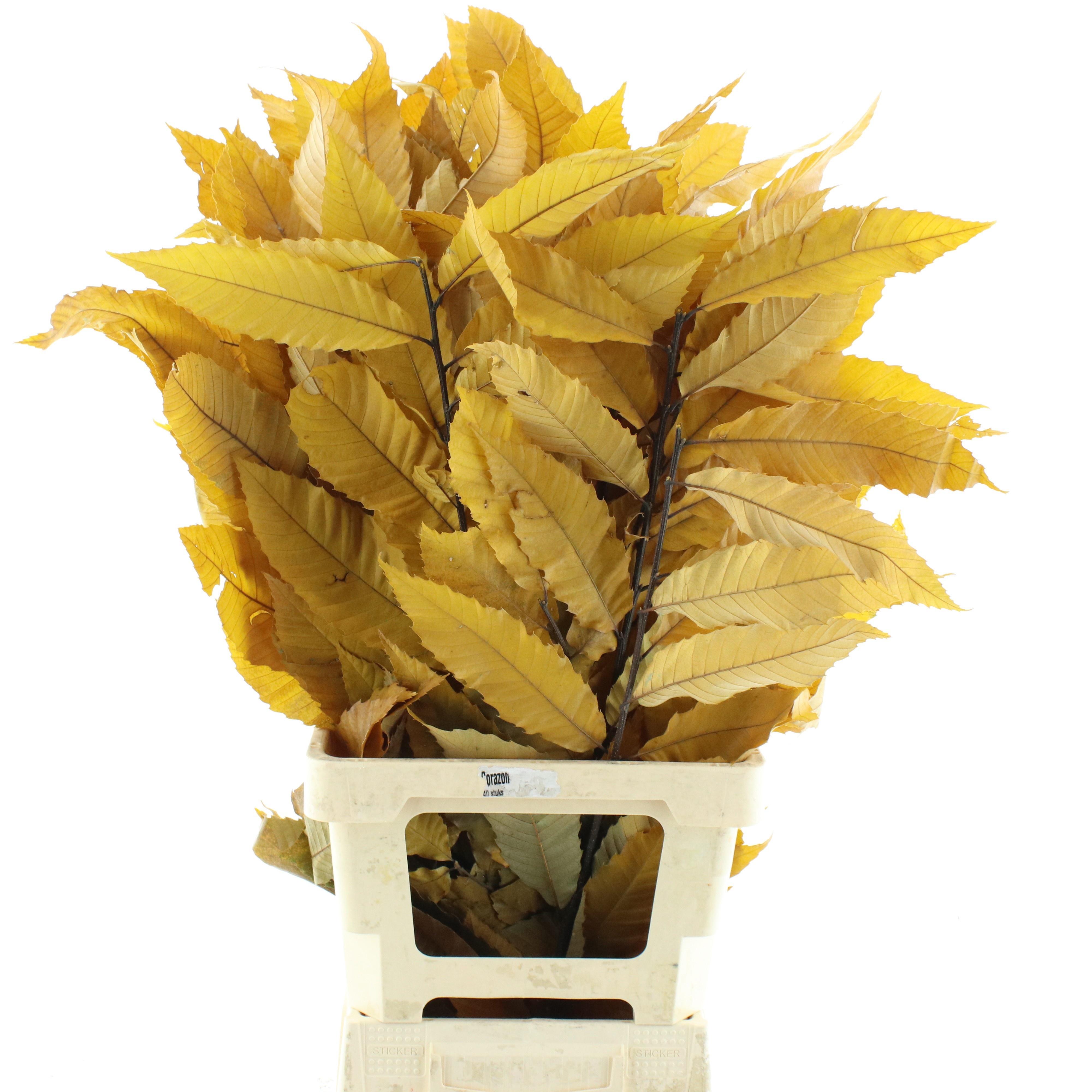 Decorgroen Klb Bs H%