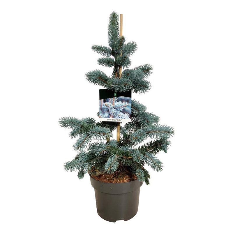 Picture of Picea pung. 'Koster'