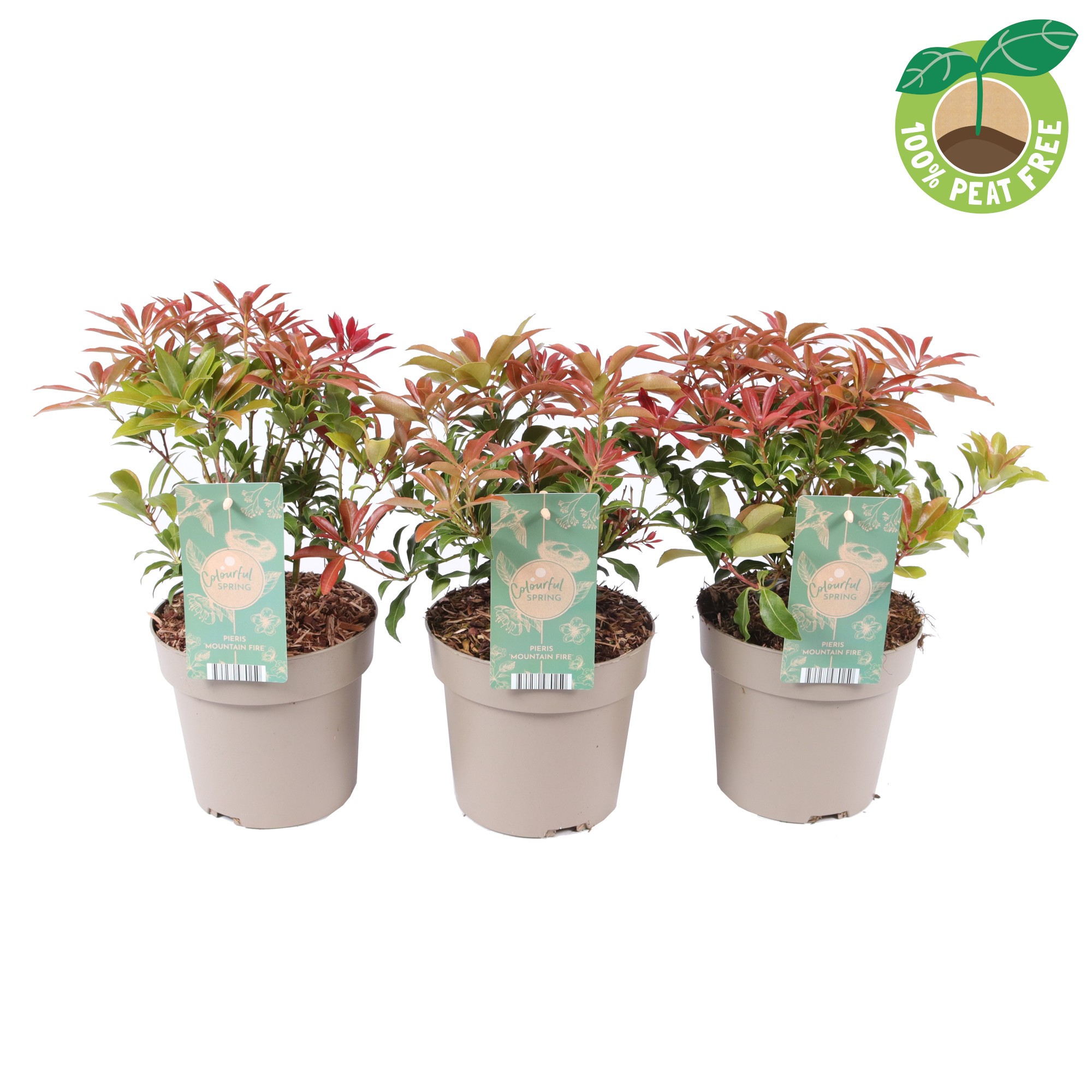 Picture of Pieris japonica Mountain Fire P17 (2 Ltr)