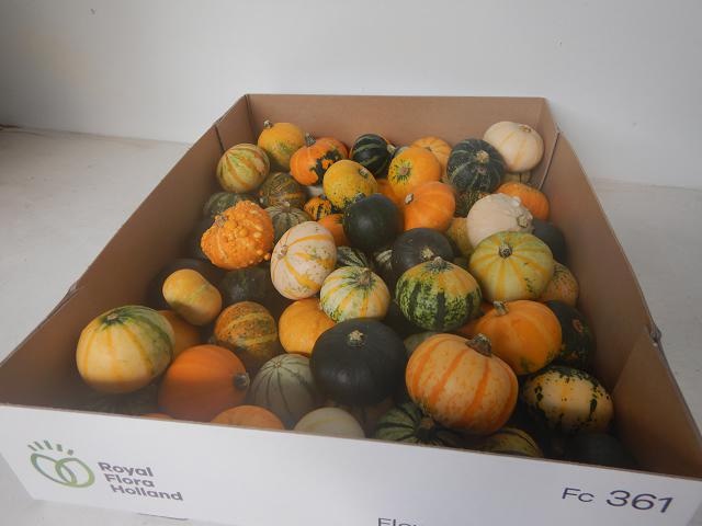 Cucurbita - Overig sierfruit