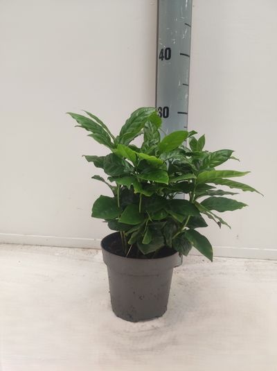 Coffea arabica