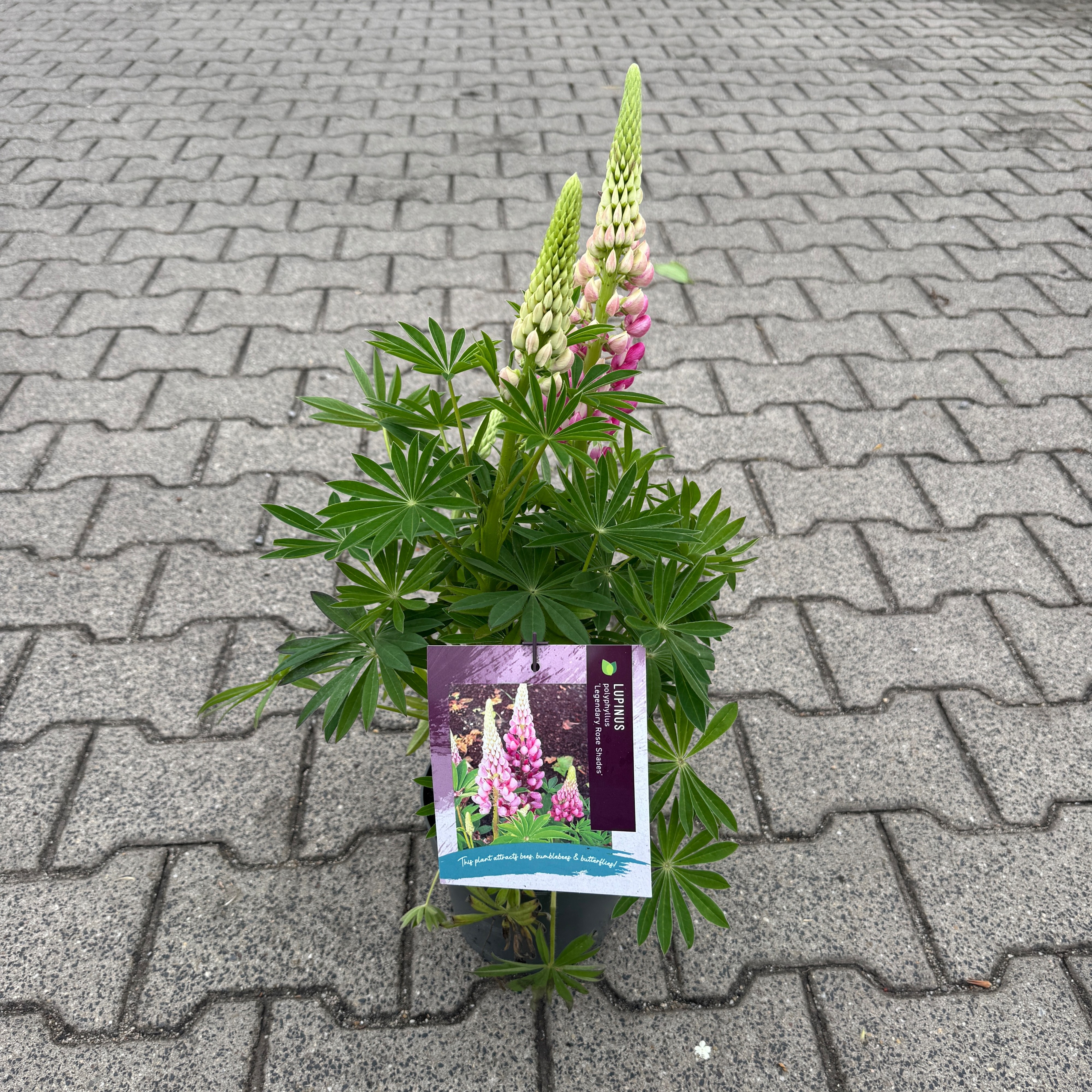 Lupinus polyphyllus 'Legendary Pink Shades'