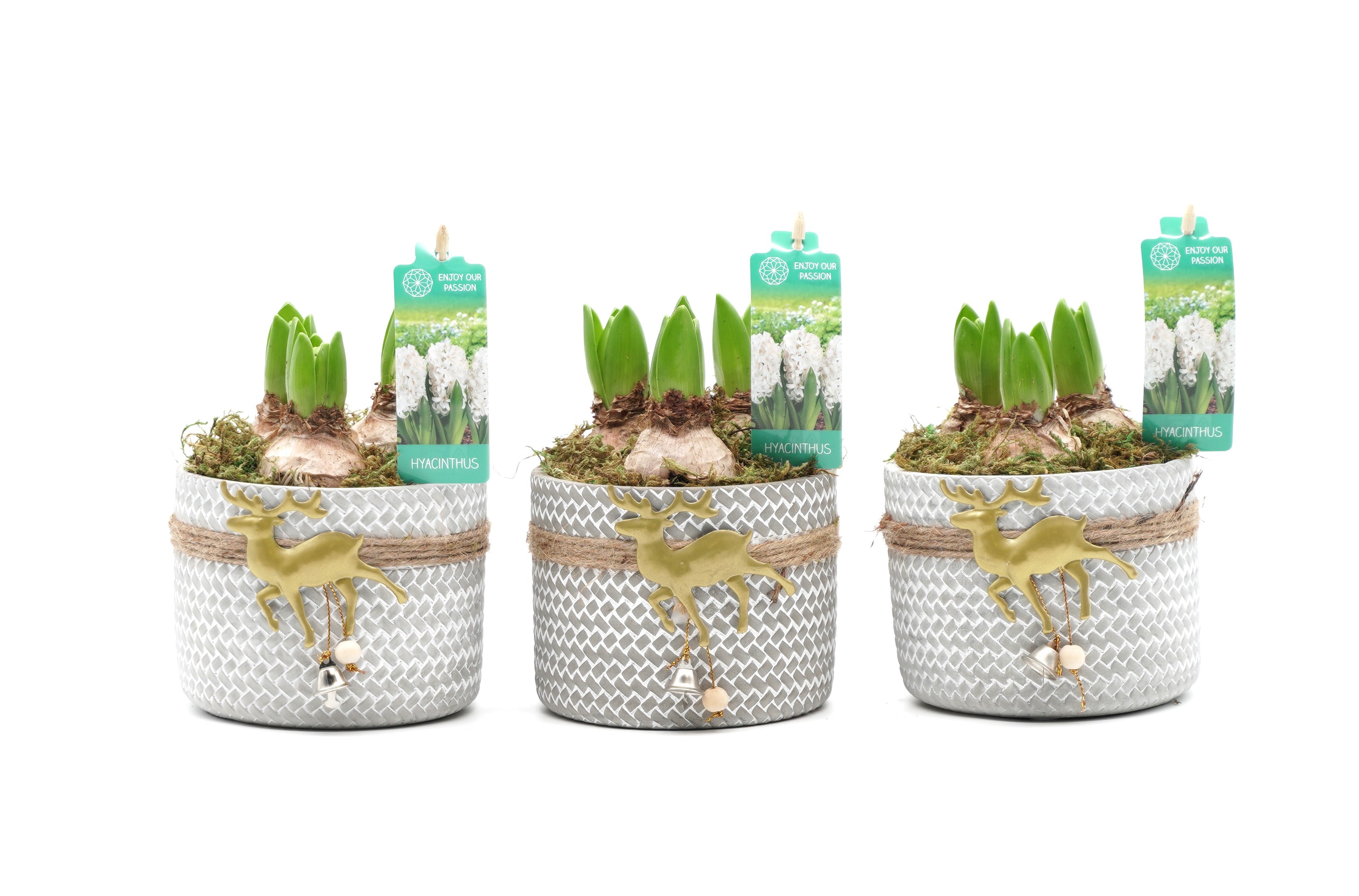 Picture of Hyacinthus Reindeer Gold P12