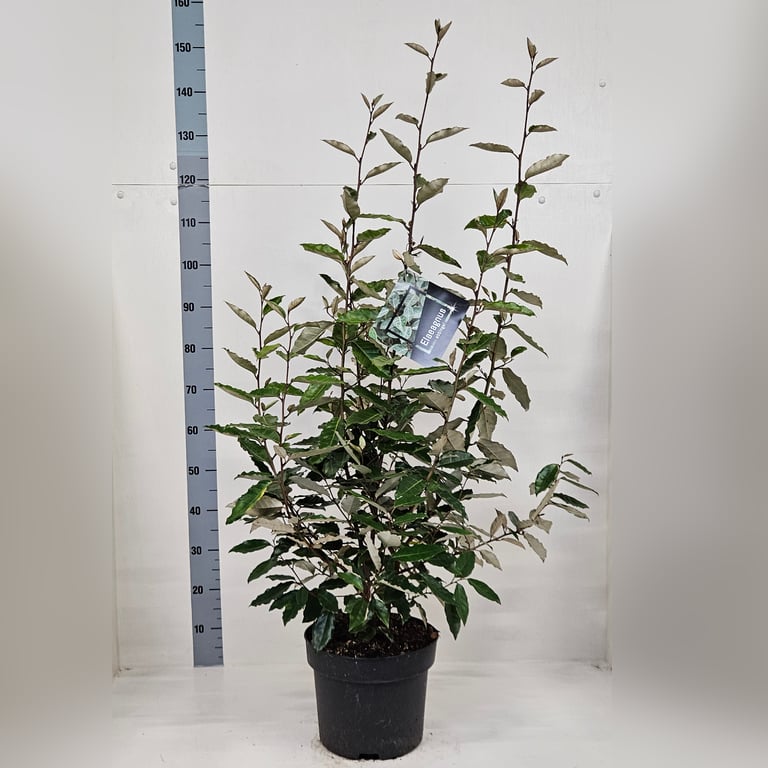 Picture of Elaeagnus ebbingei P29 (10 Ltr) 40/60 (LOOSE)