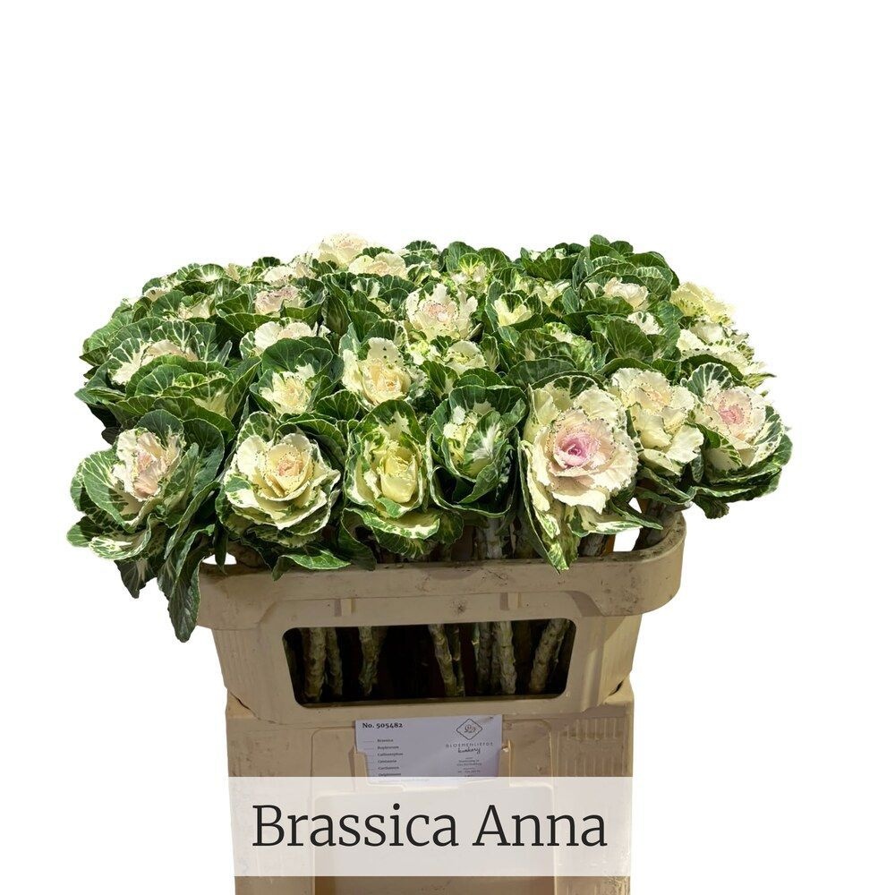 Brassica Empire Arina 70cm
