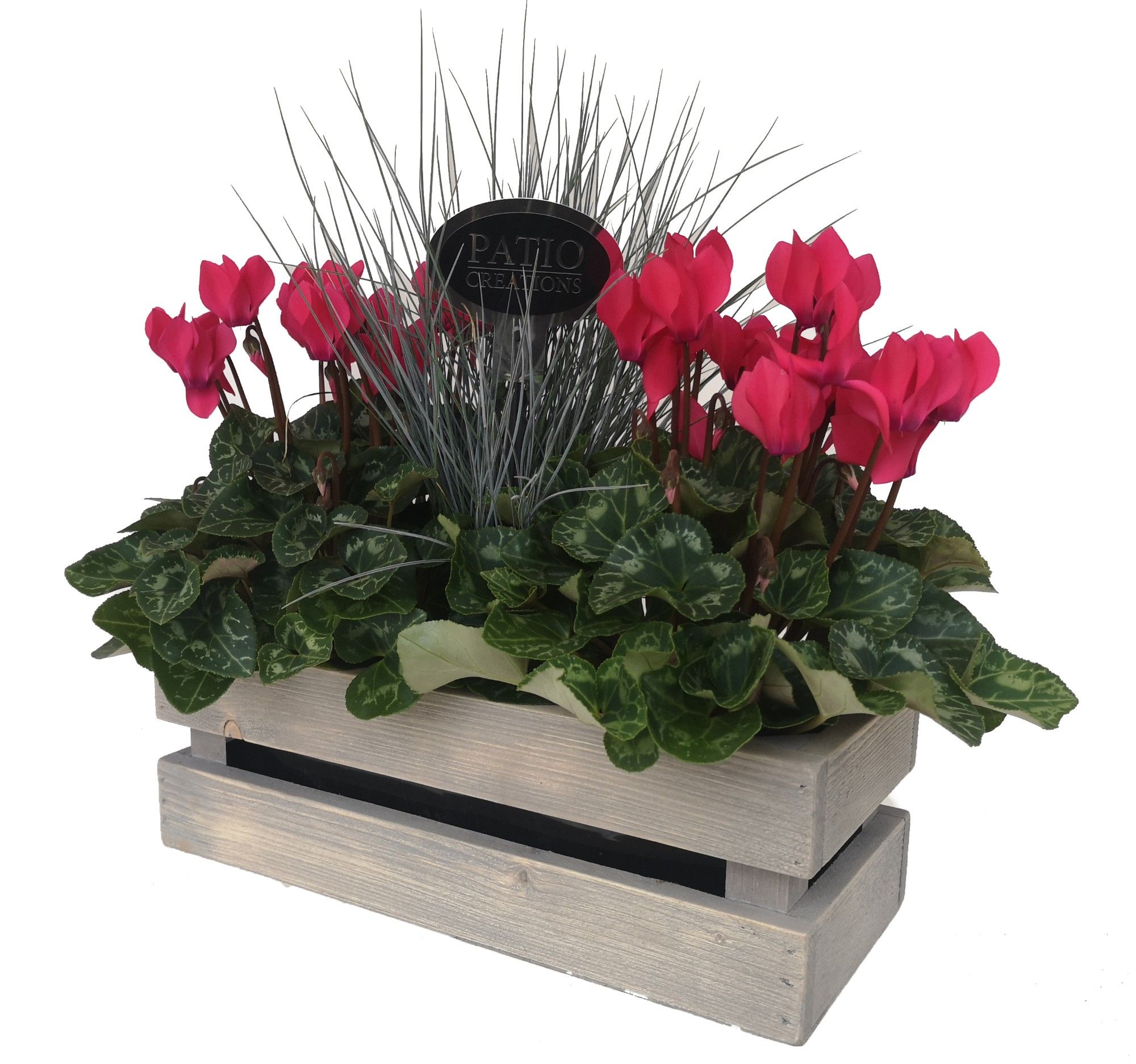 Cyclamen Festuca houten kistje M  CYF517-9003