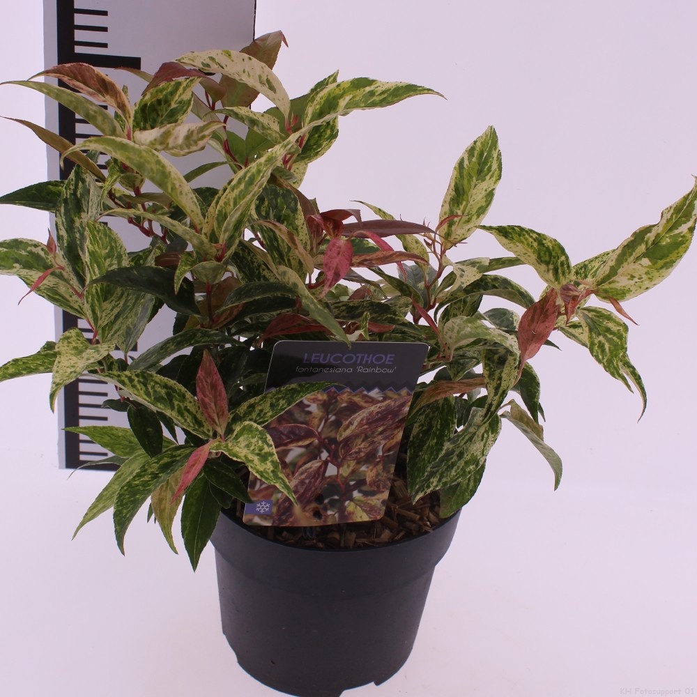 Picture of Leucothoe walteri 'Rainbow'