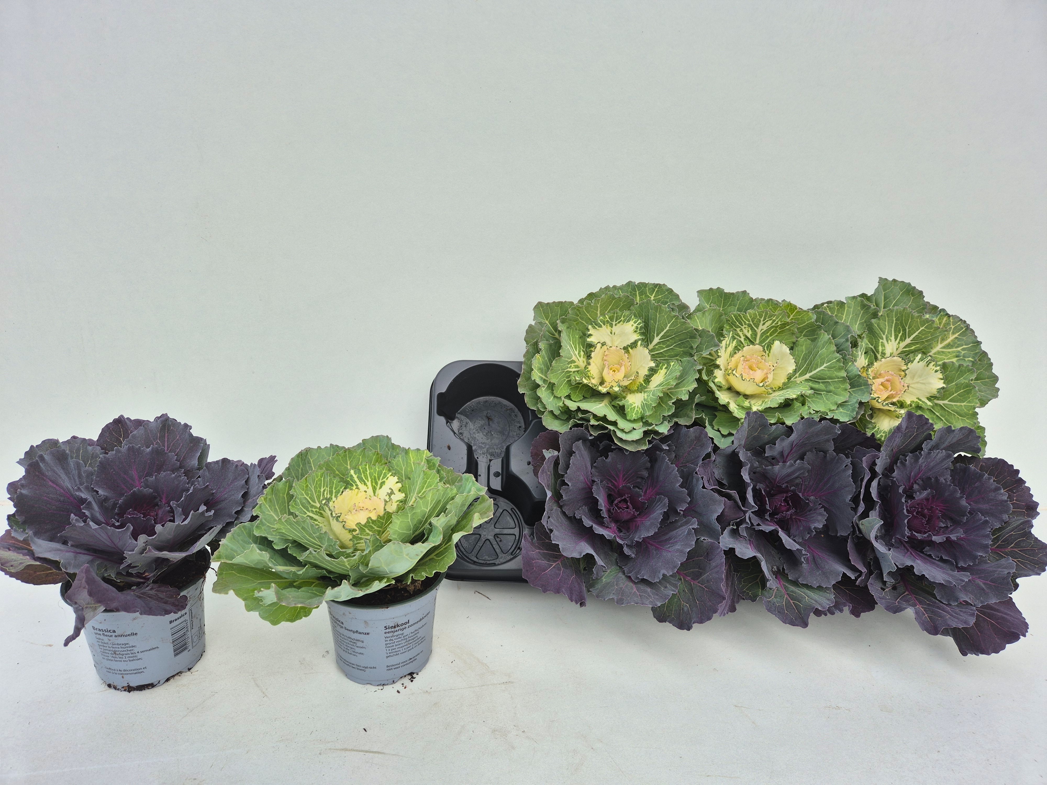 Brassica oleracea (sierkool) - Overige een-/tweejarigen