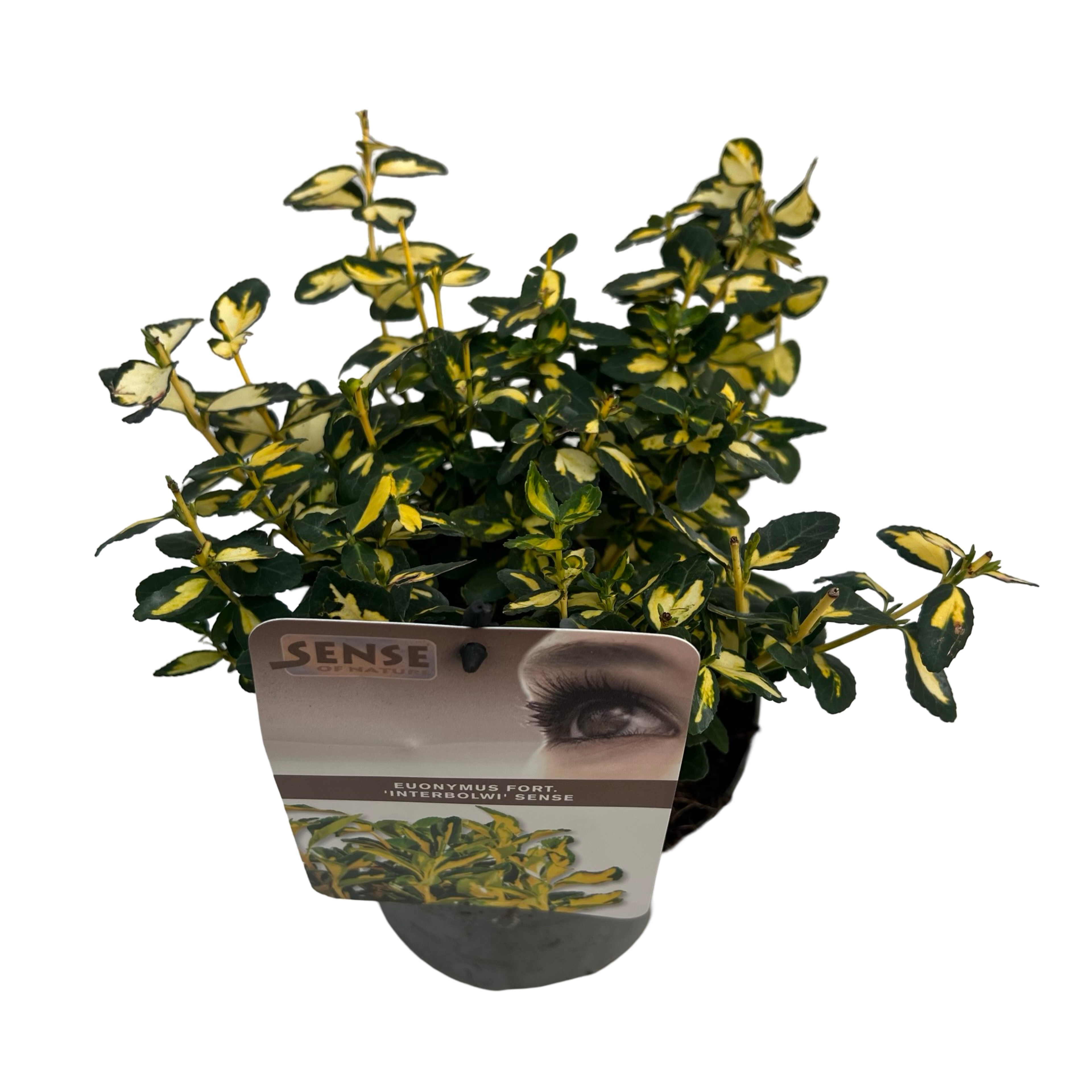 Picture of Euonymus fort. Interbolwi P17 (2 Ltr) (LOOSE)