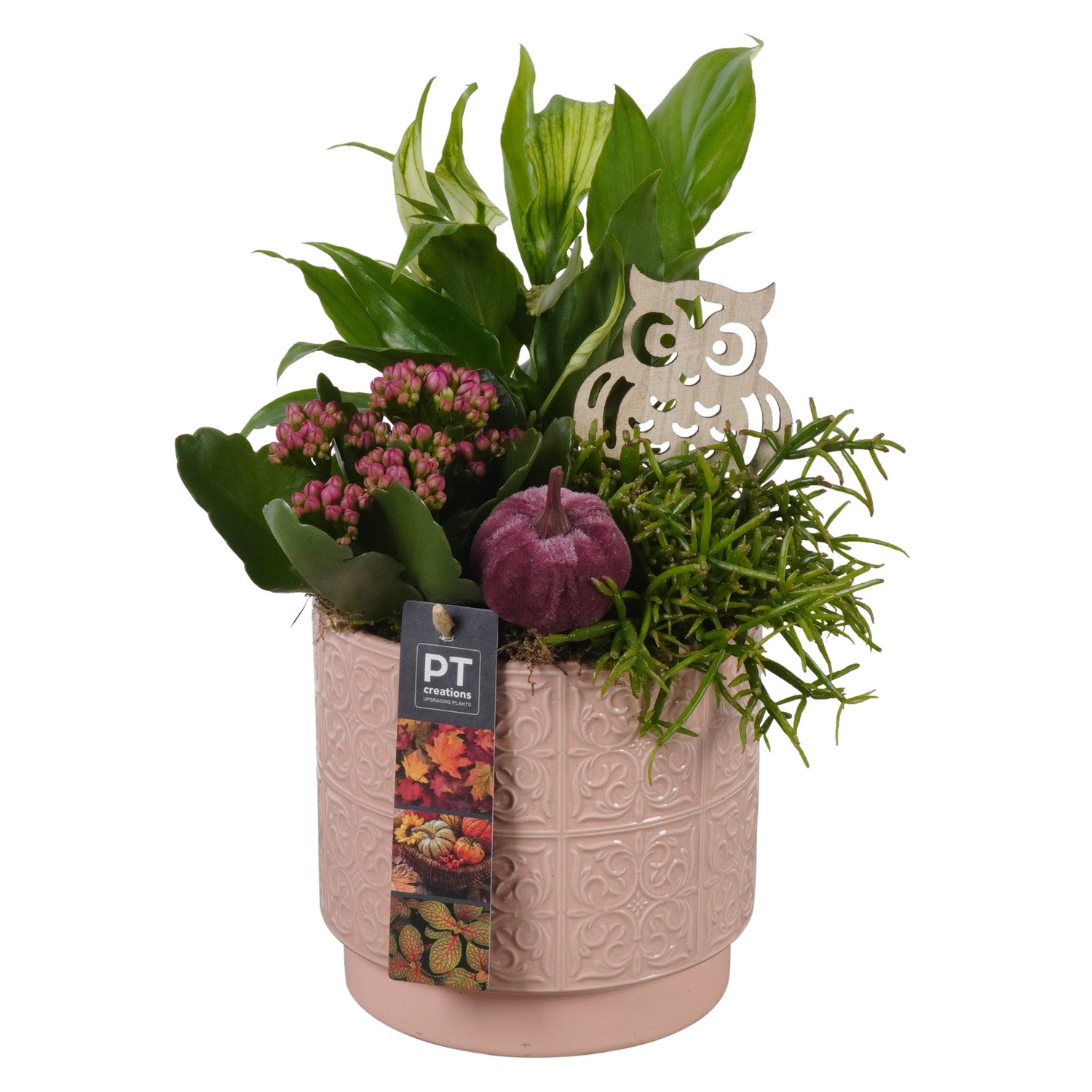 Picture of Arrangement Autumn Indoor in ceramic pot PTHI7138 P14 30CM