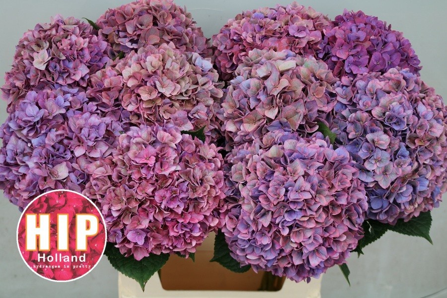Hydrangea Rodeo Classic Pink 80cm 20Ø