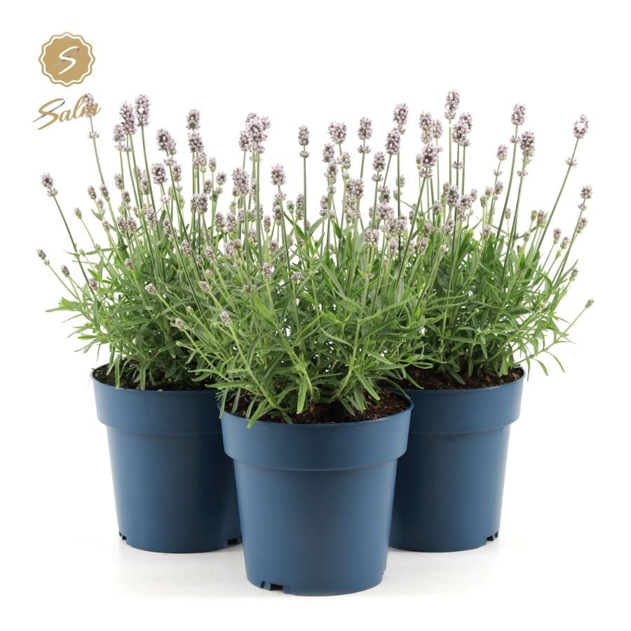 Picture of Lavandula ang. 'Felice Light Pink'® P15