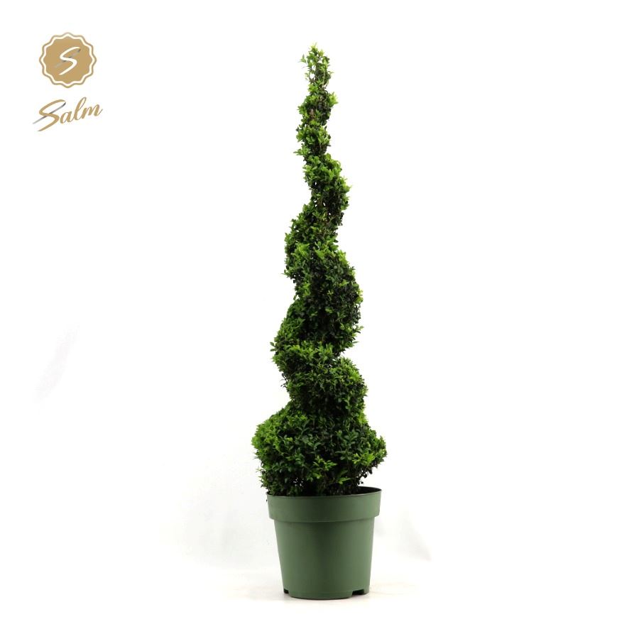 Picture of Buxus semp. Spiral 90cm