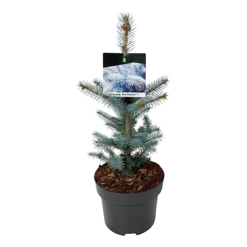 Picture of Picea pung. 'Blue Diamond' PBR