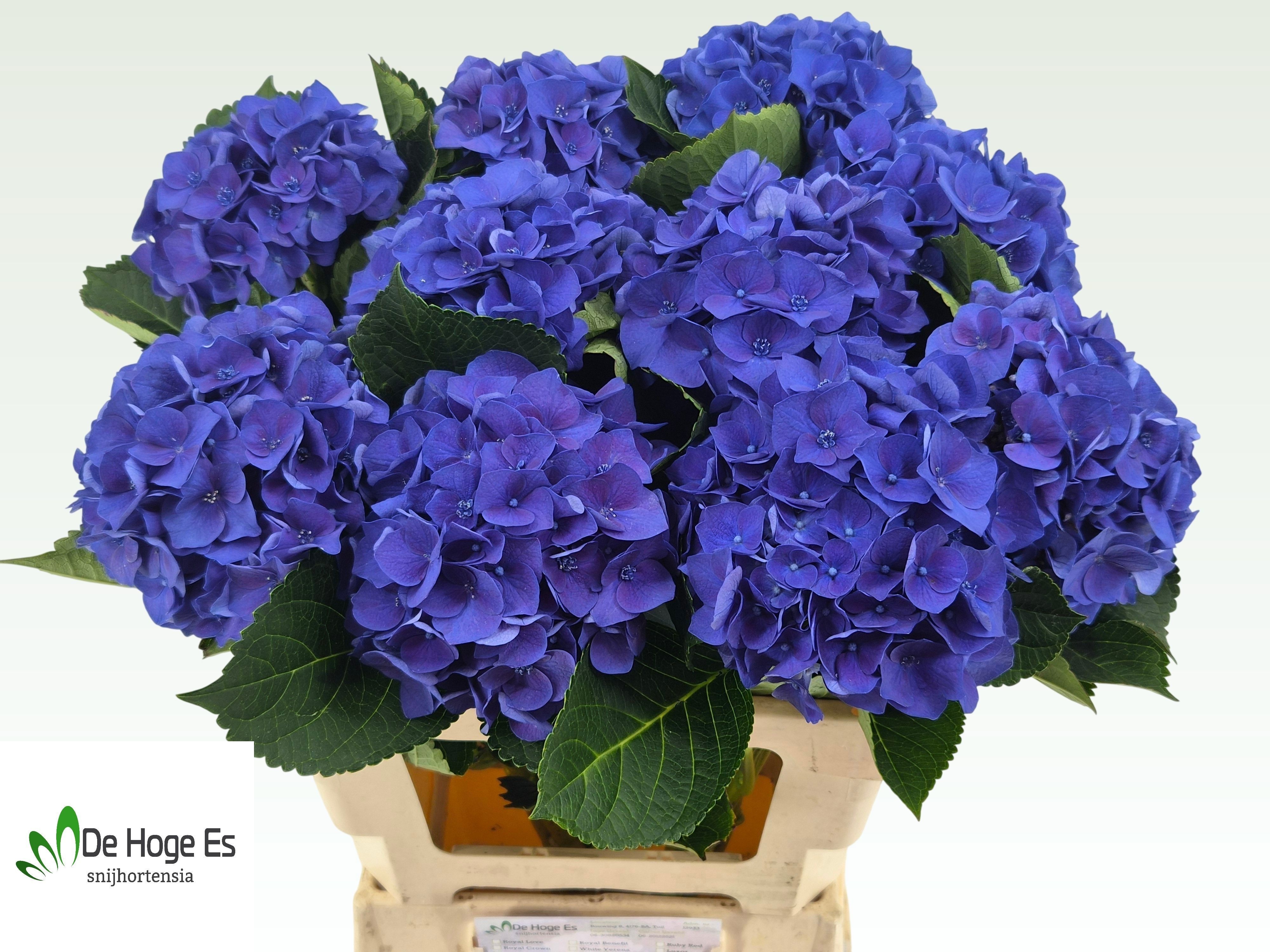 Hydrangea Royal Crown Blue 60cm 15Ø