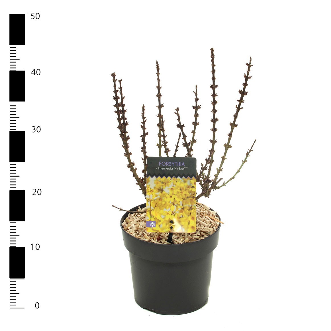 Picture of Forsythia x intermedia 'Nimbus'