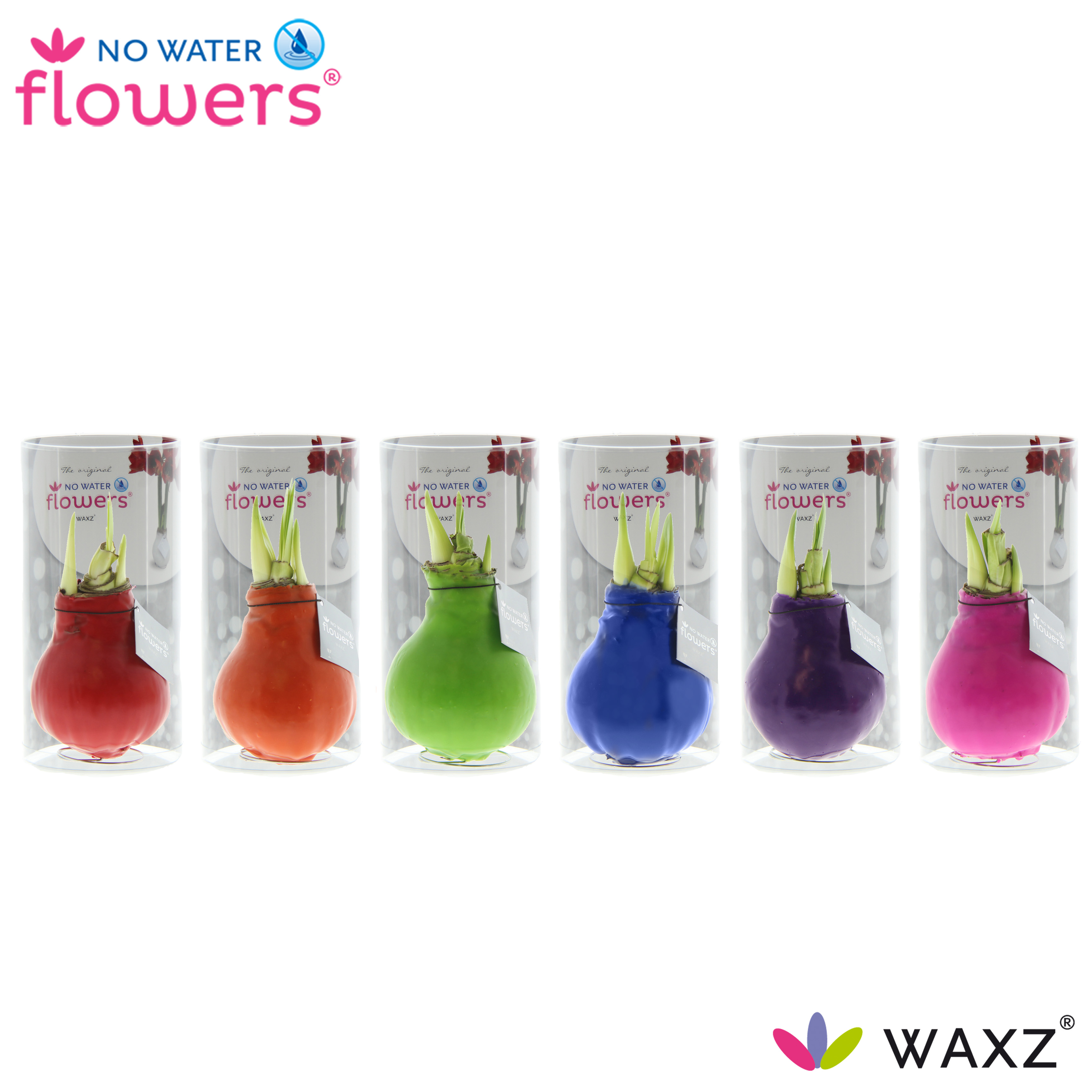 Picture of No Water Flowers Waxz® Happy varieties in tube 15CM