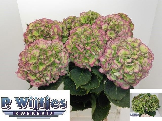 Hydrangea Elbtal Classic Pink 80cm 24Ø