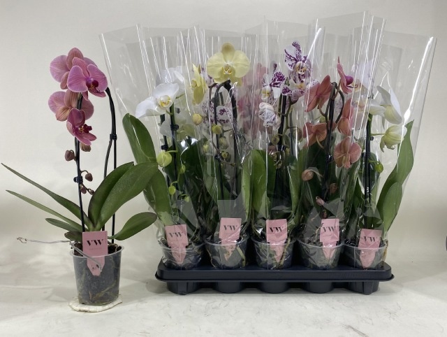 Phalaenopsis Asst 12Ø 45cm
