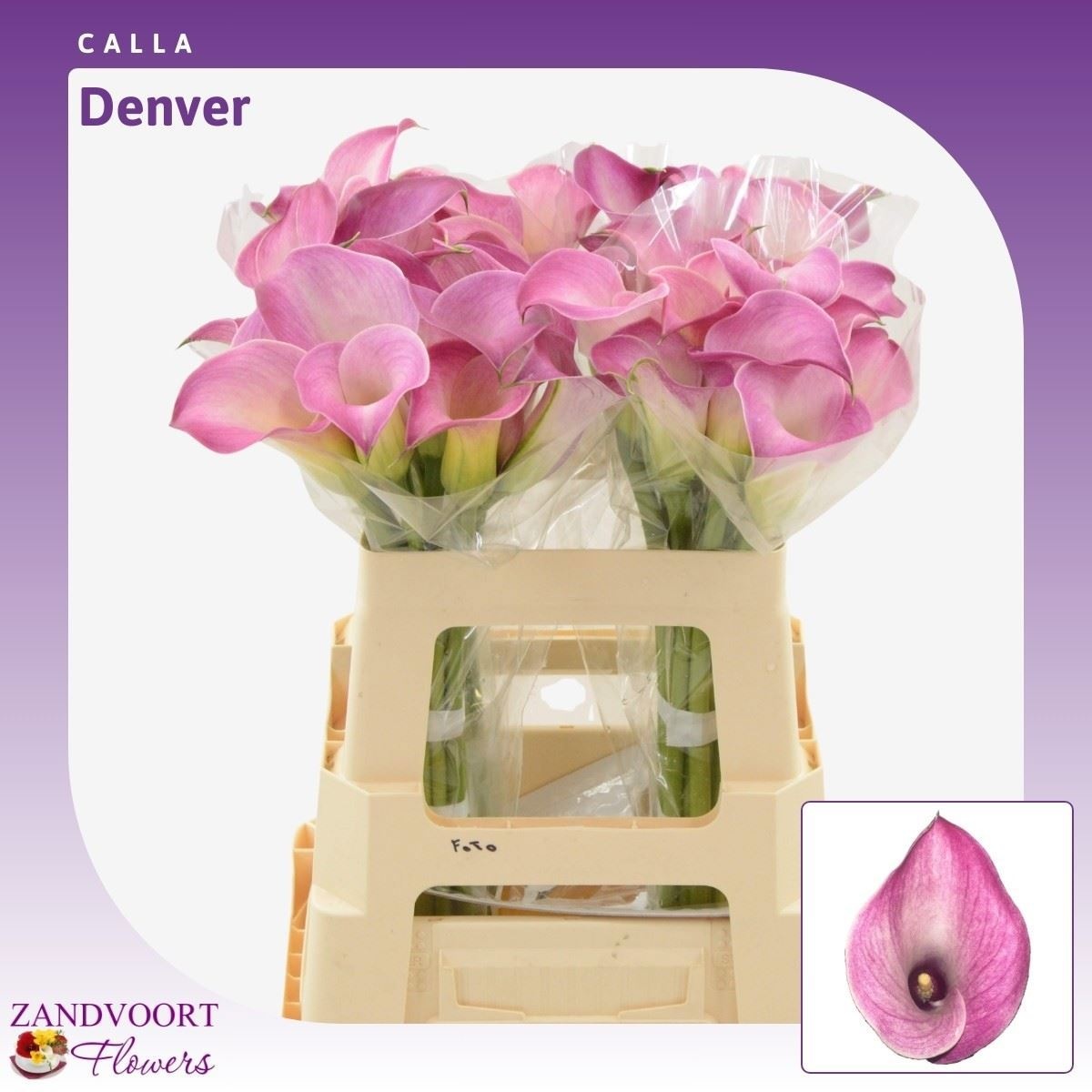 Calla Denver 55cm