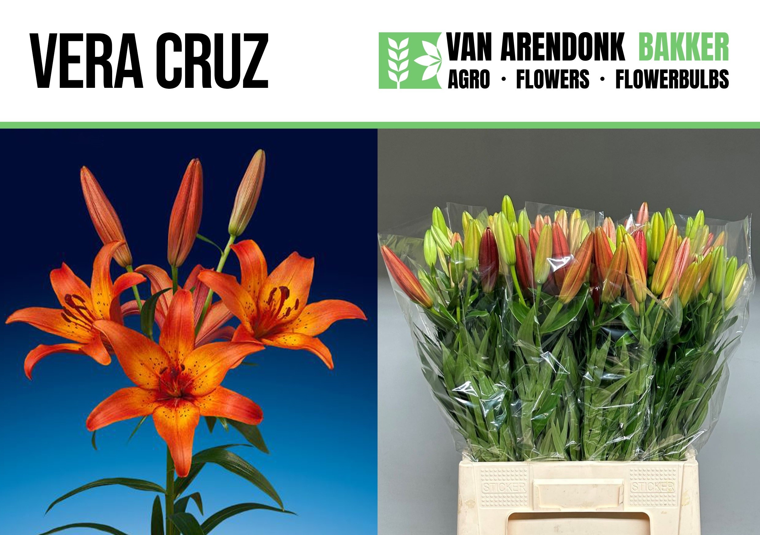 Lilium La Vera Cruz 80cm 2/4bl