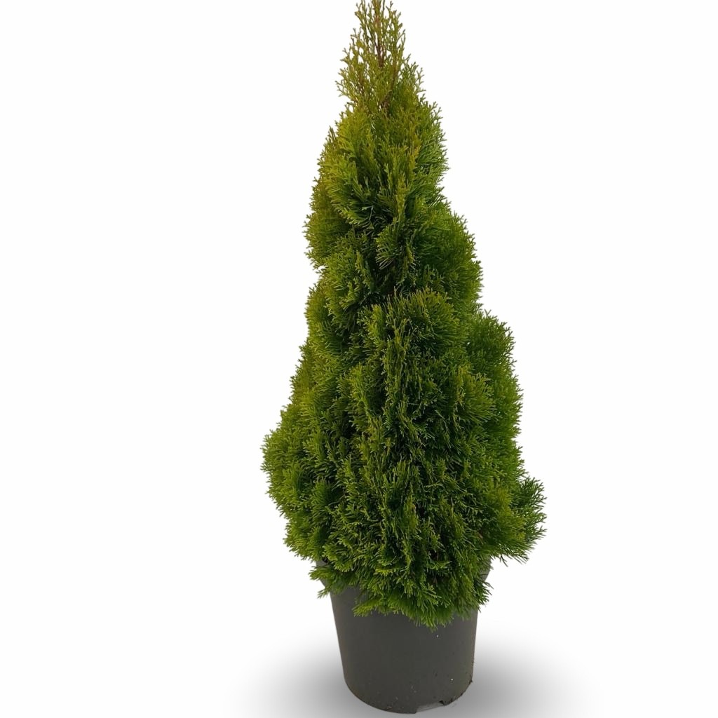 Picture of Thuja occidentalis 'Golden Smaragd'