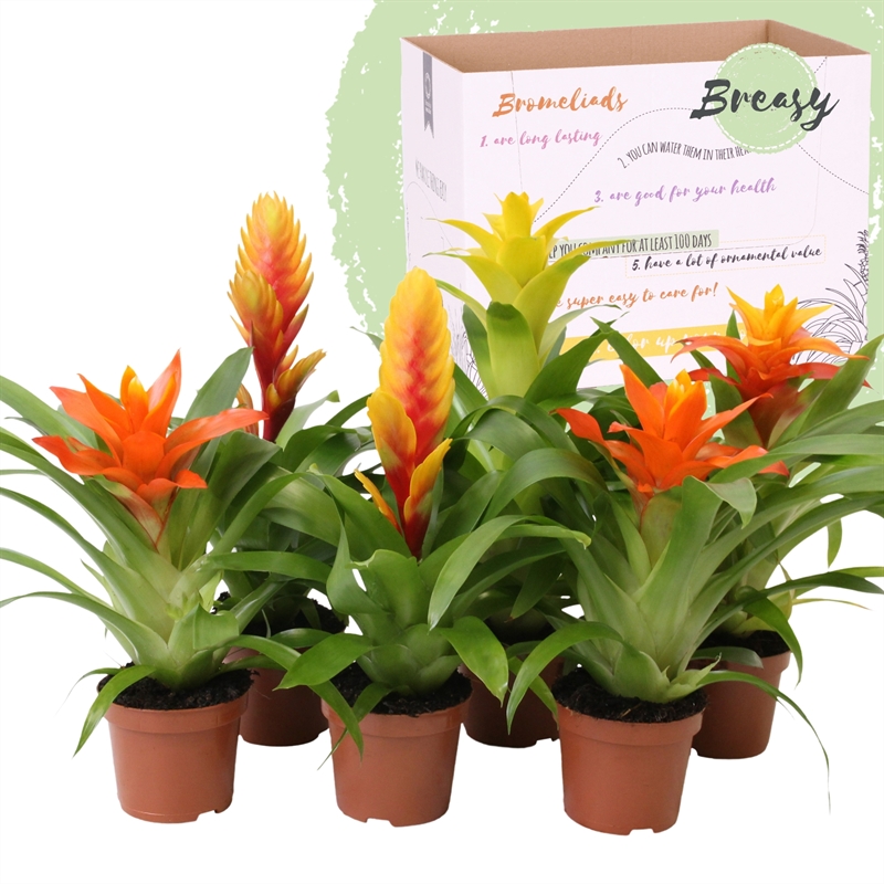 Picture of Bromelia Green P9 35CM