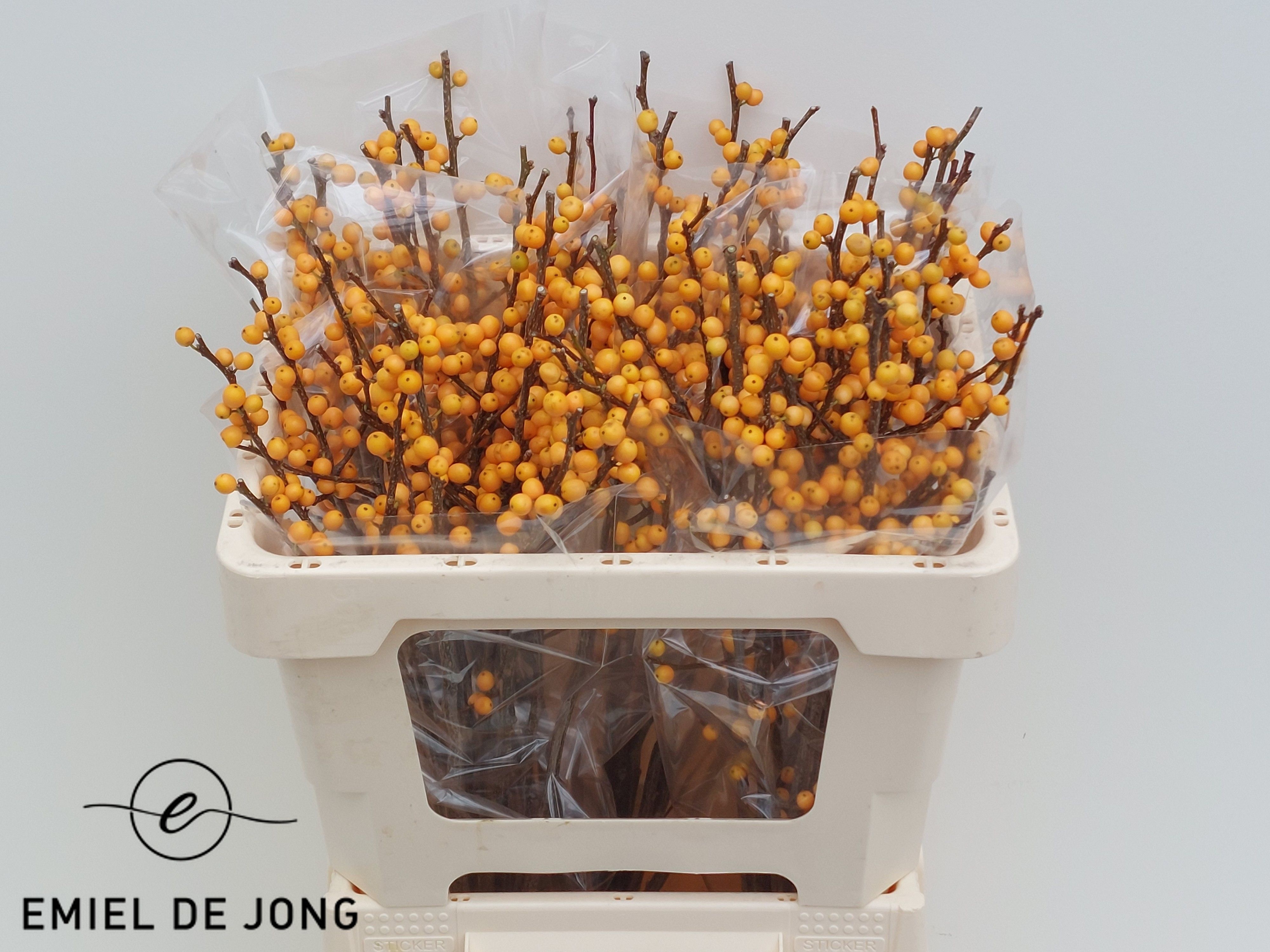 Ilex Golden Verboom 50cm
