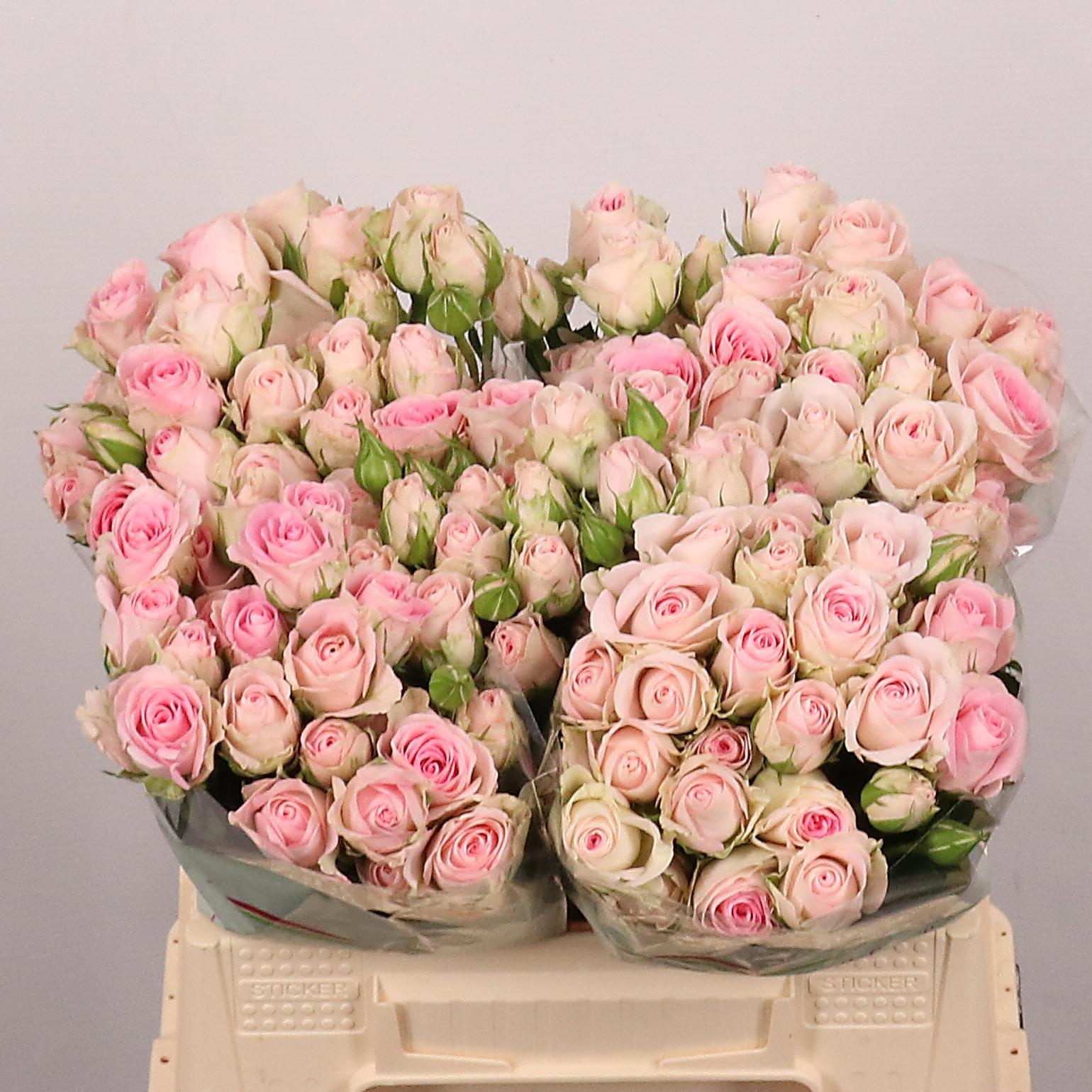 Rosa Spr Good Mood 40cm